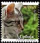 Definitives - pets - cat