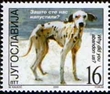 Homeless dogs